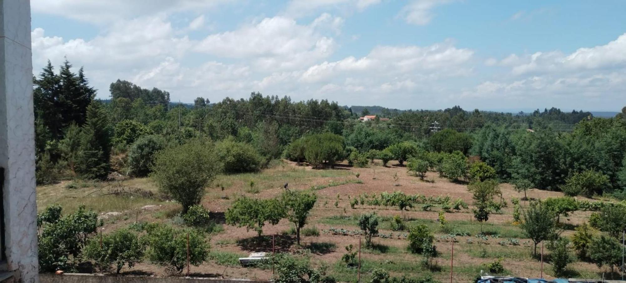 Majo Alojamento Local Bed & Breakfast Tabua  Phòng bức ảnh